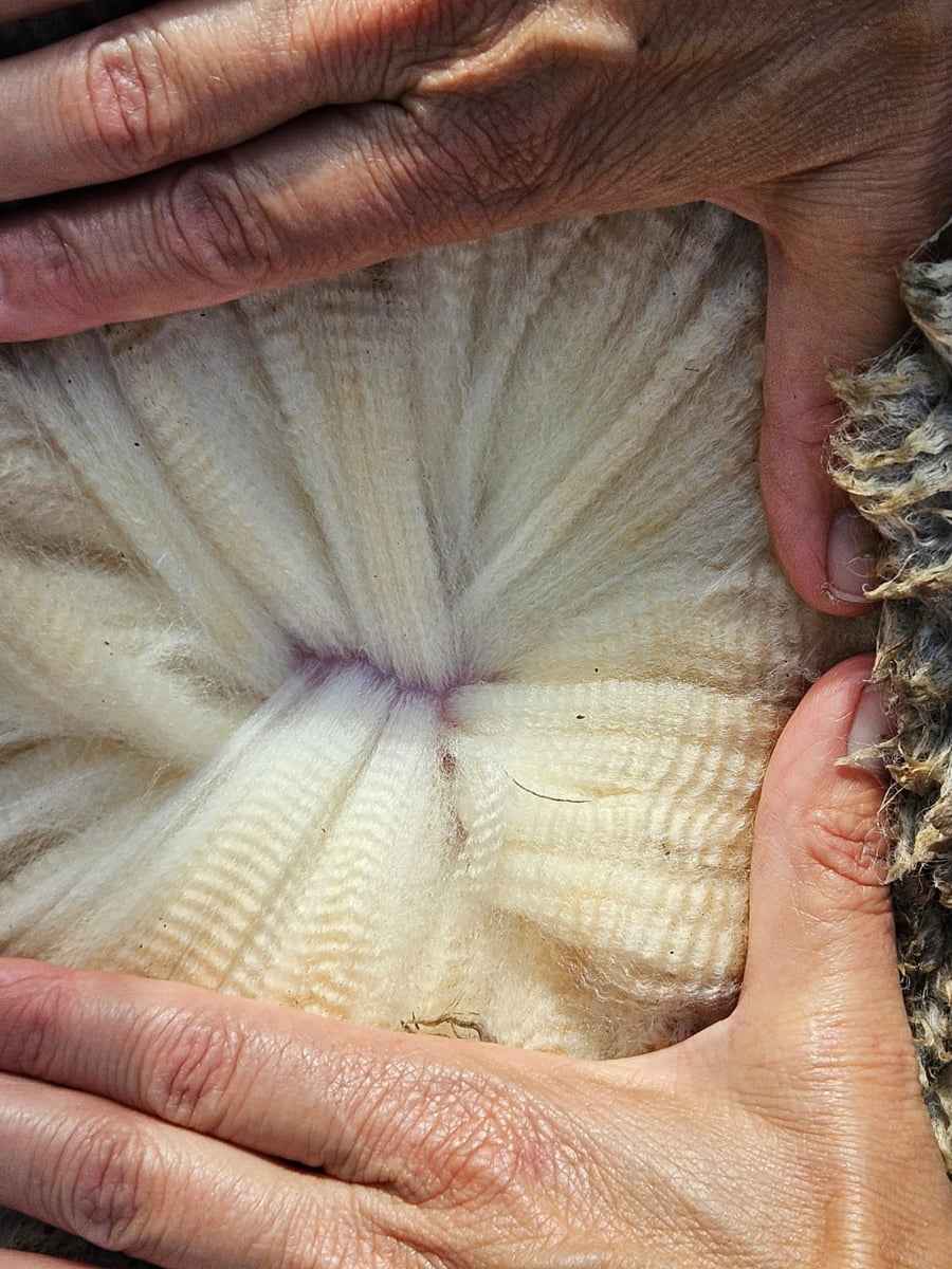 Lote (Vendido)Carneros a remate en Subasta Online - Nambi Guasu, Lavalleja