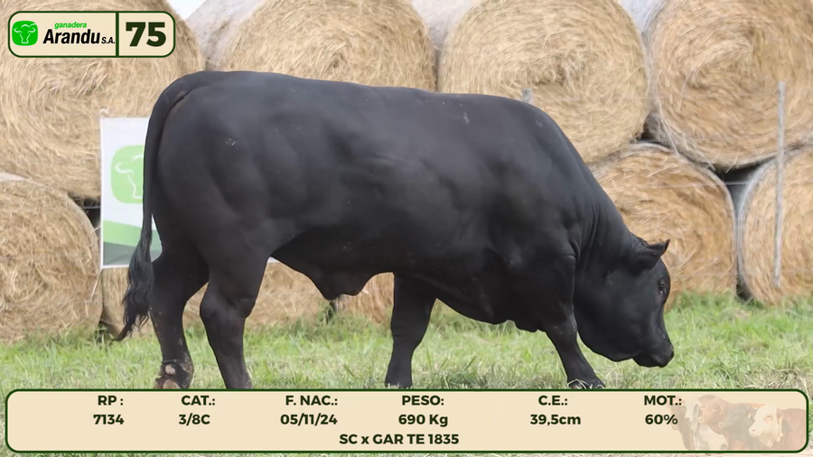 Lote LOTE 75