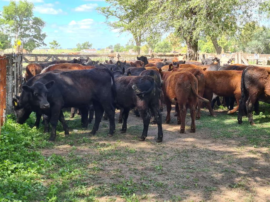 Lote 54 Novillitos en Gral. Lamadrid, Buenos Aires