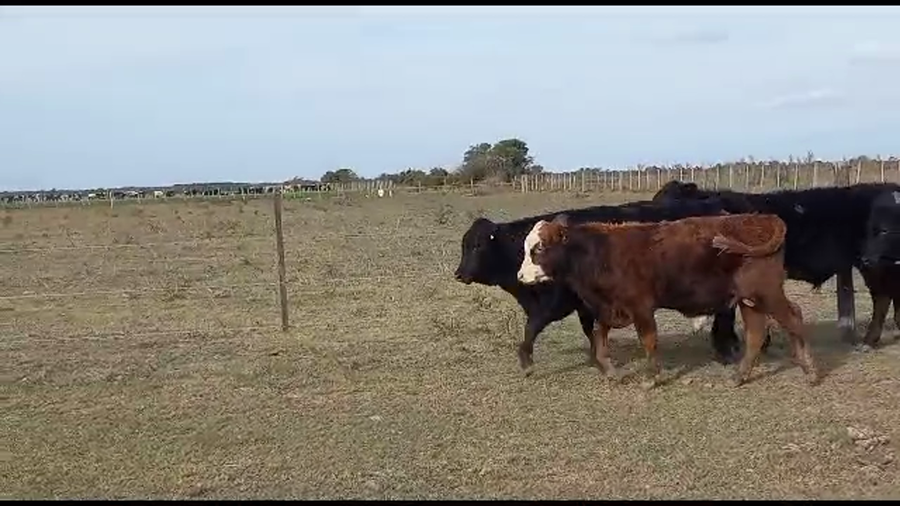 Lote 21 Novillitos Angus, Braford y Brangus en Gdor. Crespo, Santa Fe