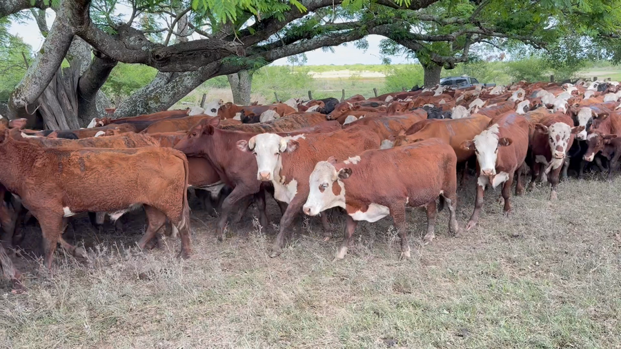 Lote 100 Novillos