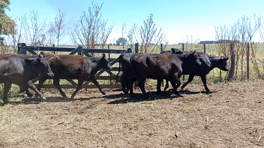 Lote 50 Vaquillonas P/ Servicio  en Buenos Aires, Ayacucho