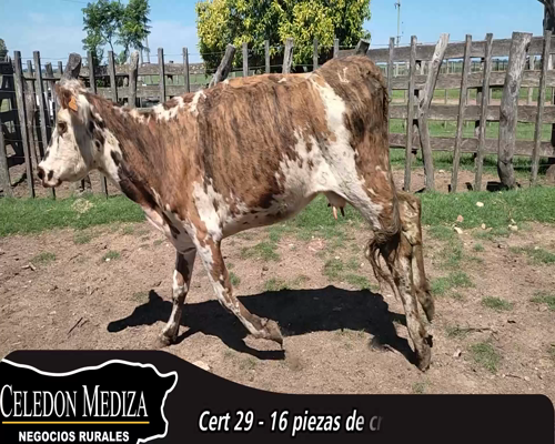 Lote (Vendido)16 Piezas de cría 6 NO,  2 SH X NO a remate en 14 remate por pantalla - Celedón 420kg - , Colonia