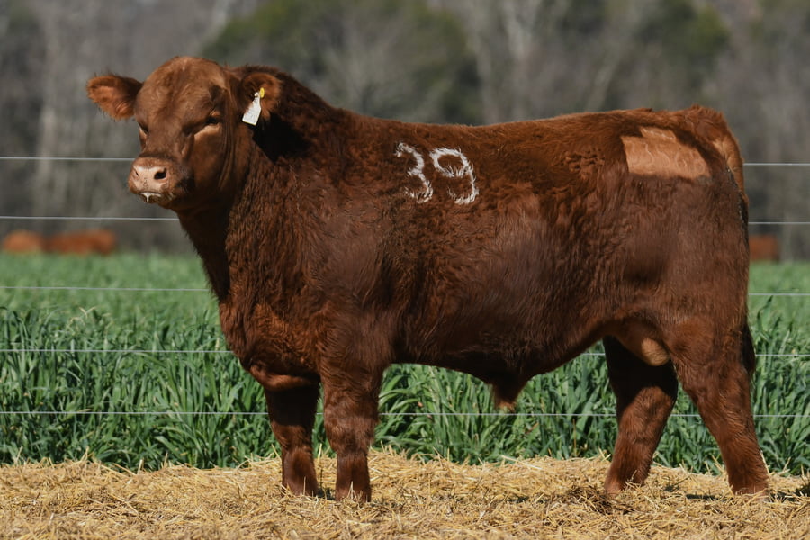 Lote TORO ANGUS PC