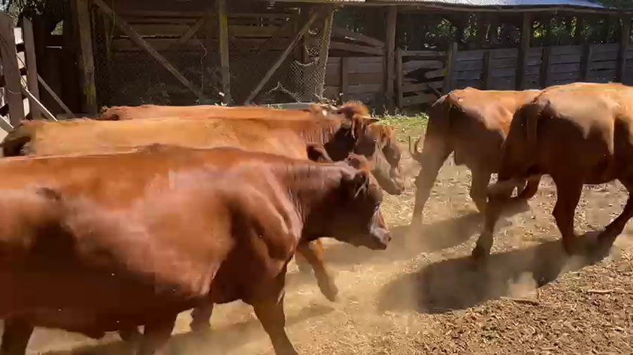 Lote 50 Novillo Engorda en Paillaco, XIV Región Los Ríos