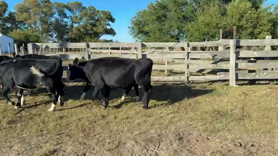 Lote NOVILLOS 1 a 2 AÑOS