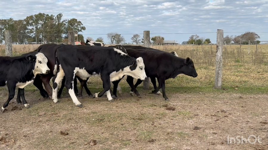 Lote 106 Terneros/as en Corrientes, Mariano I. Loza
