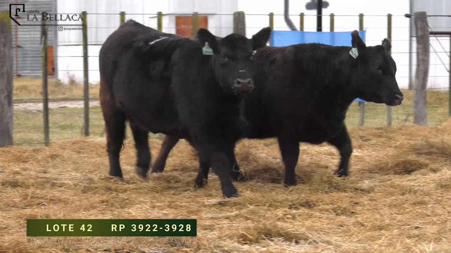 Lote VAQUILLONAS  P.P.