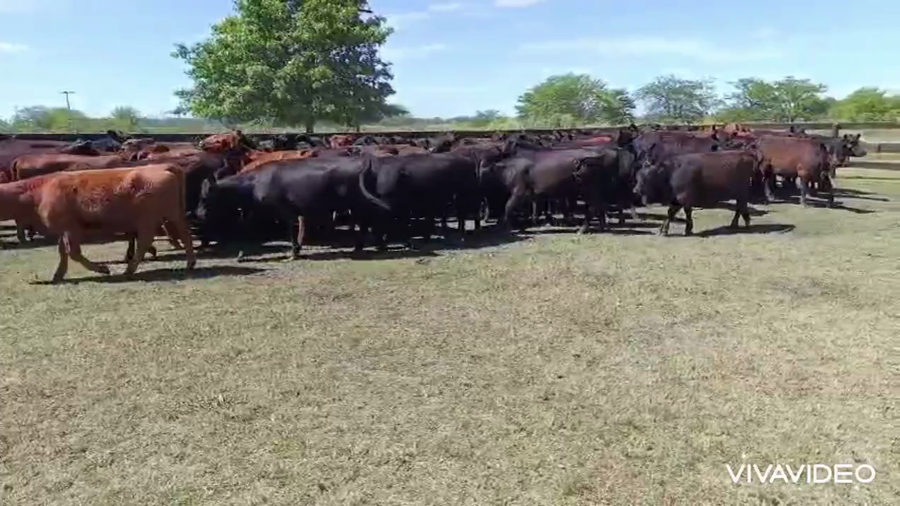 Lote 100 Vaquillonas