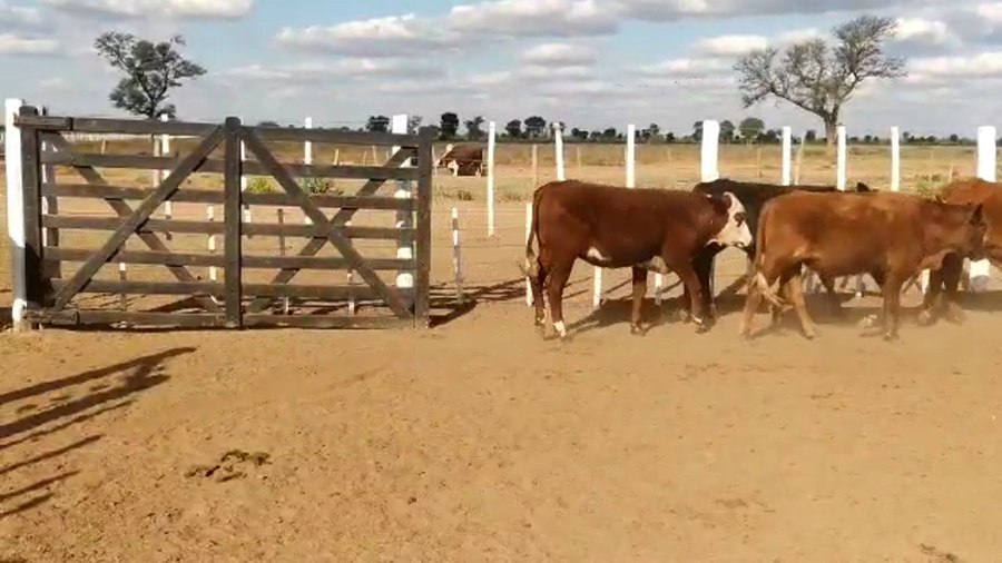 Lote 60 Novillitos en Tintina, Santiago del Estero