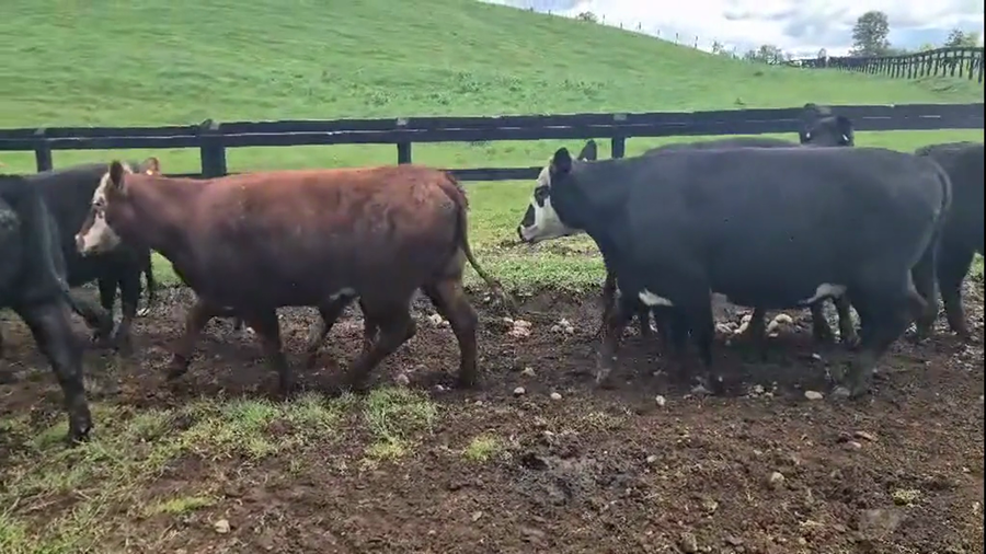 Lote 20 Vaquilla Gorda en Futrono, XIV Región Los Ríos