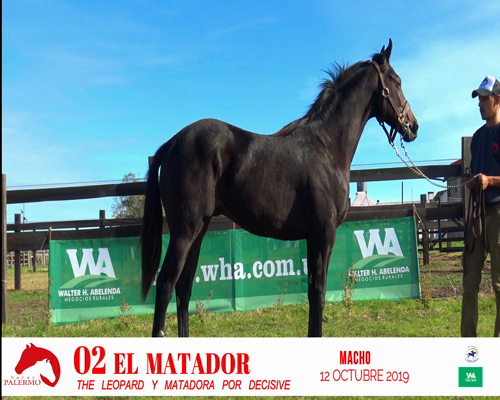 Lote EL MATADOR