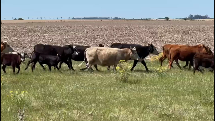 Lote 50 Piezas de cría en Young , Río Negro