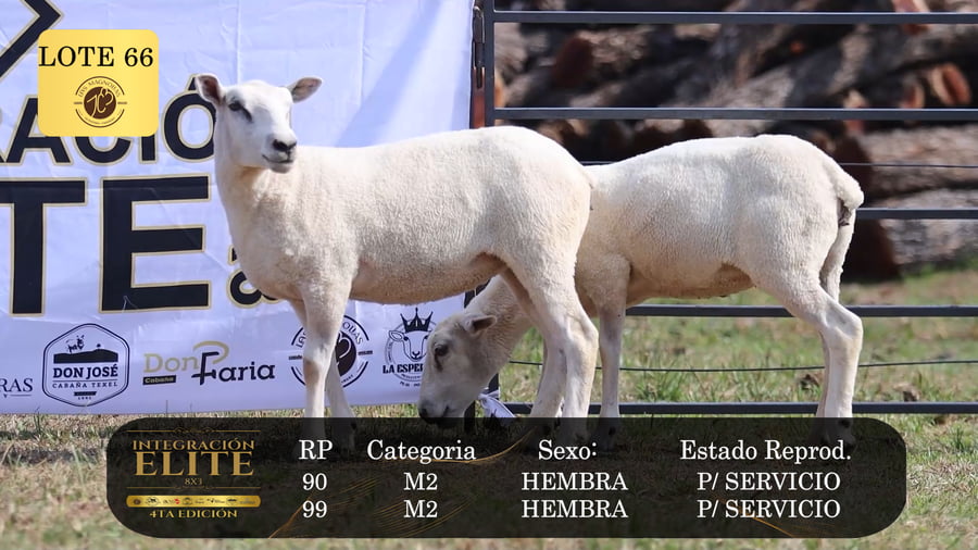 Lote LOTE 66