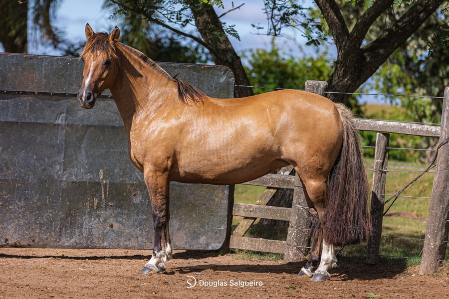 Lote INTOCABLE DE LA COLINA