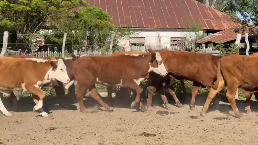 Lote 56 Novillitos en Corrientes, Mercedes