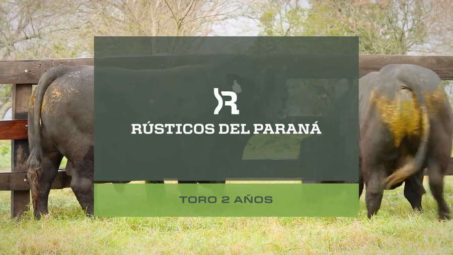 Lote Toros