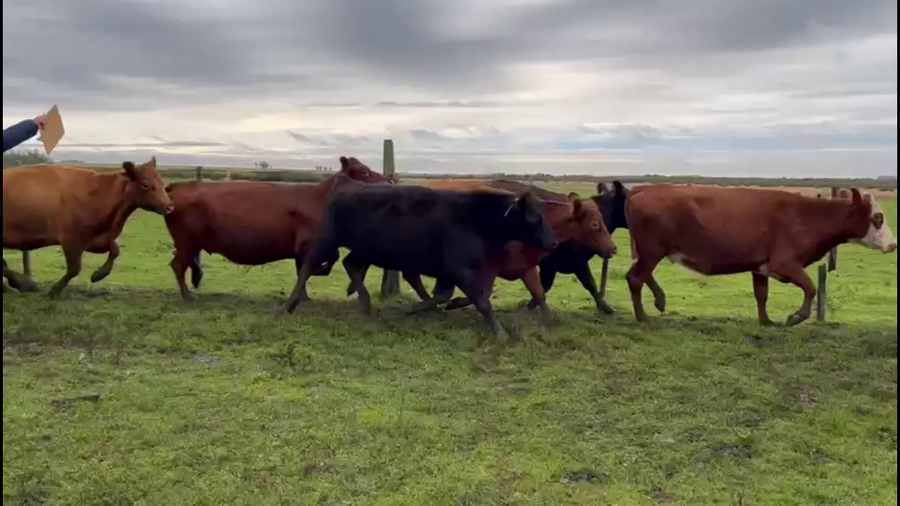 Lote VACAS PREÑADAS