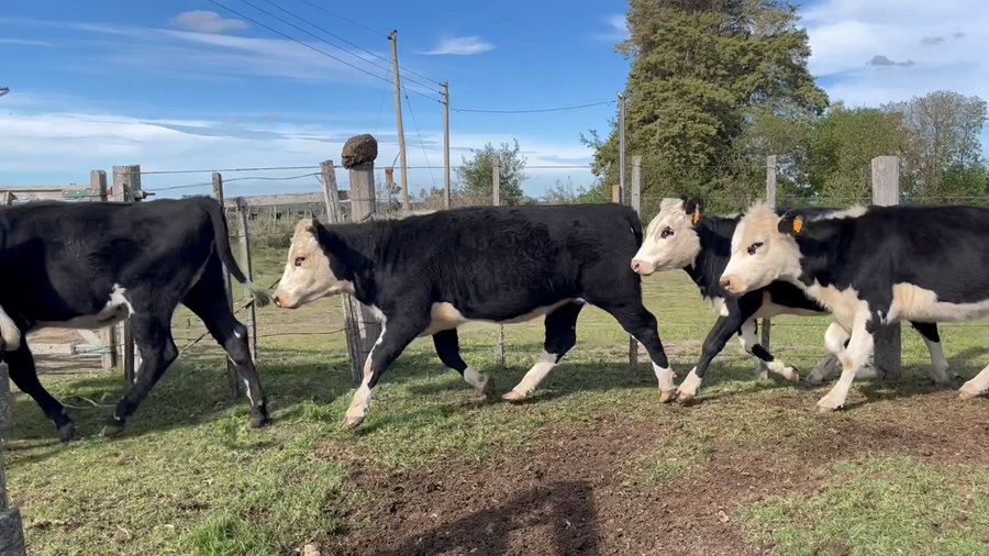 Lote VAQUILLONAS 1 a 2 AÑOS