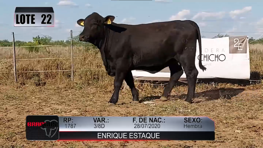 Lote Nacional de Otoño Brangus Campo - Lote 22
