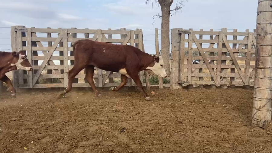 Lote 240 Novillitos en Bandera, Santiago del Estero
