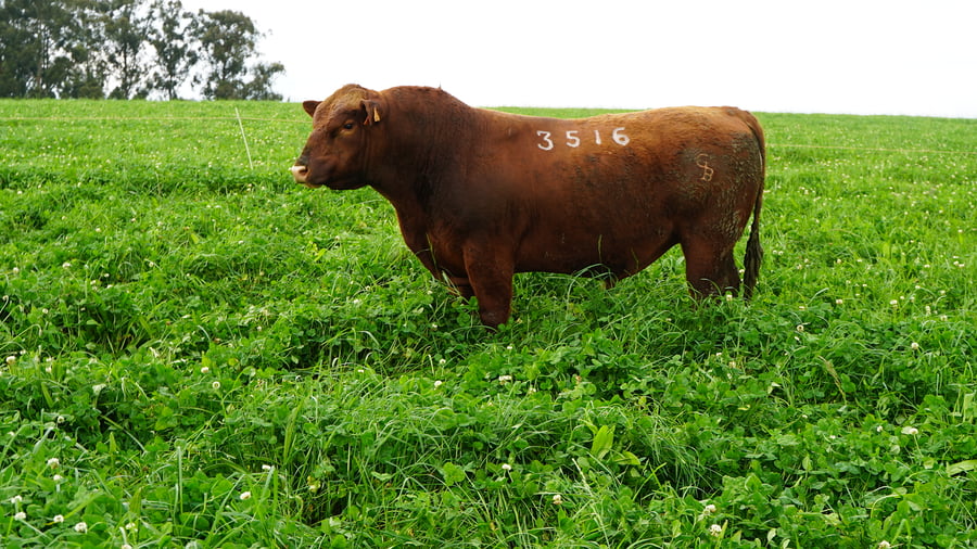 Lote (Vendido)Toros a remate en Ganadera Barracas S.A en Caraguata