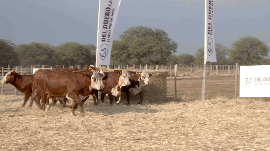 Lote Vaquillas CBO. 1 PREÑADAS