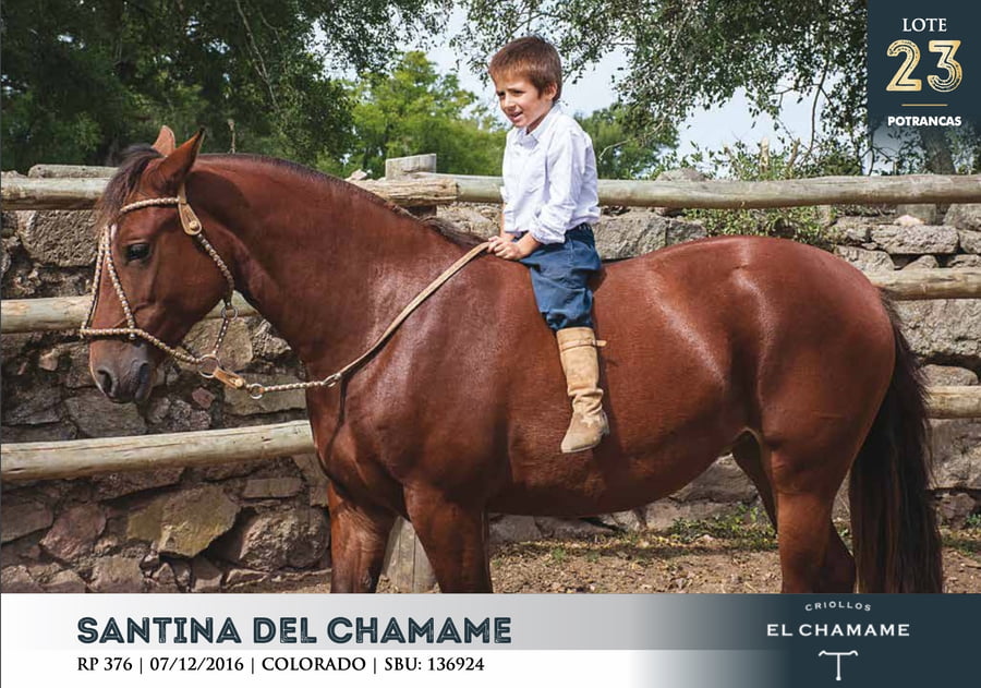 Lote SANTINA DEL CHAMAME