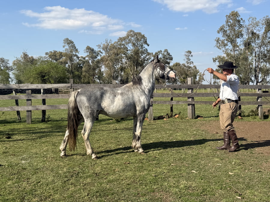 Lote Padrillo