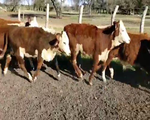 Lote 60 Terneros/as en Villaguay, Entre Ríos