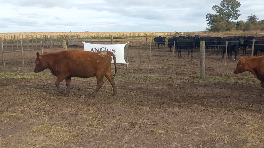 Lote 45 Vaquillonas en Laprida