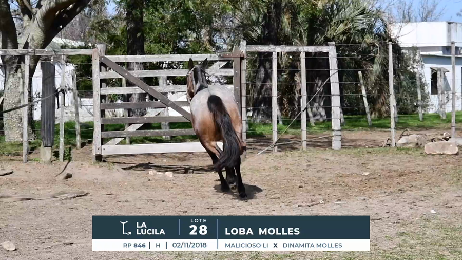 Lote LOBA MOLLES