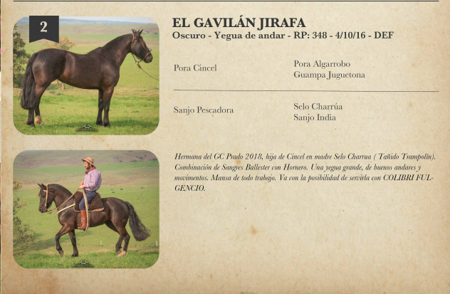 Lote Criollos da Fronteira El Gavilán Jirafa RP: 348