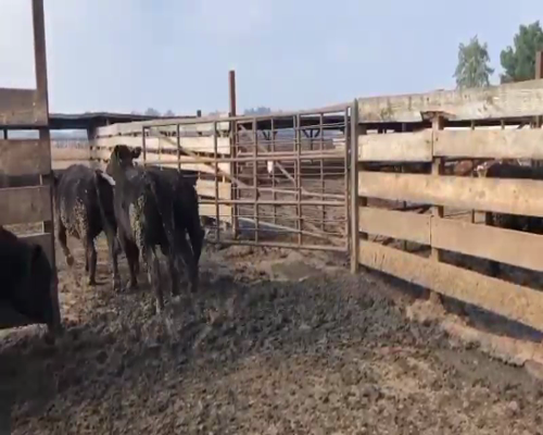 Lote 40 Novillo Gordo en Los Ángeles, VIII Región Biobío