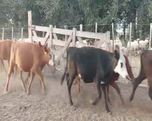 Lote 70 Terneras en Buenos Aires, Mayor Buratovich