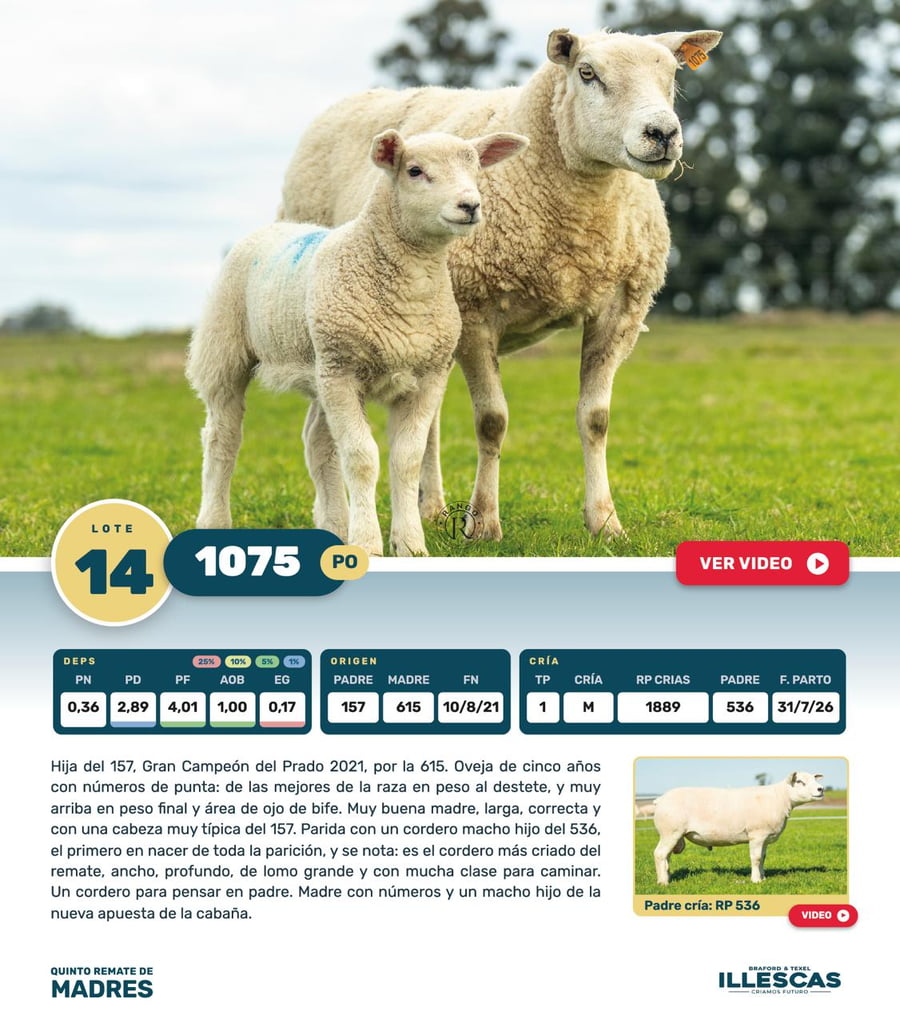 Lote Lote 14