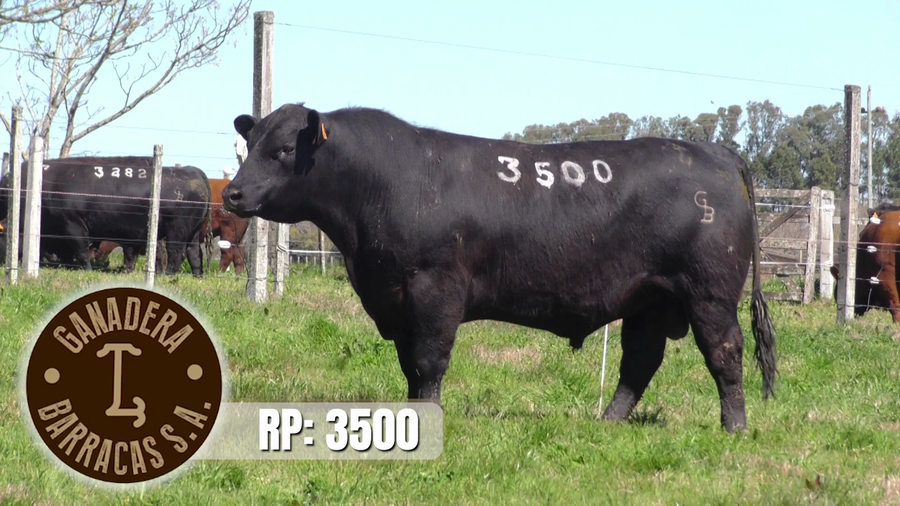 Lote Toros a remate en Ganadera Barracas S.A en Caraguata