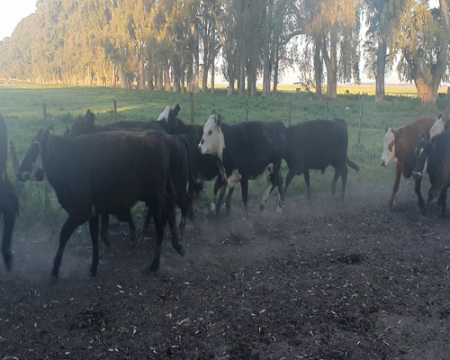 Lote Terneros/as en Tandil, Buenos Aires