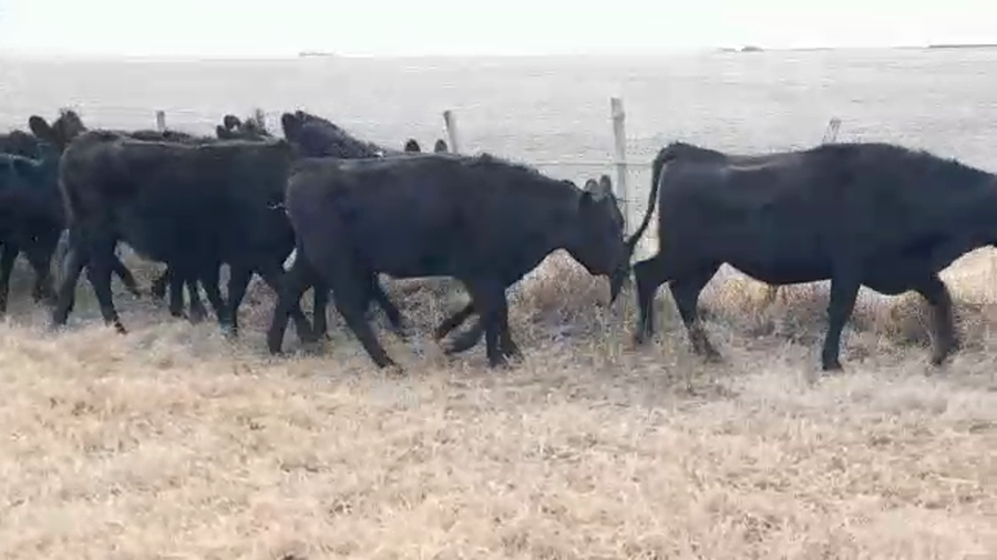 Lote (Vendido)14 Vaquillonas 1 a 2 años AA/ HE a remate en PANTALLA GARLAND 365kg -  en PALO SOLO