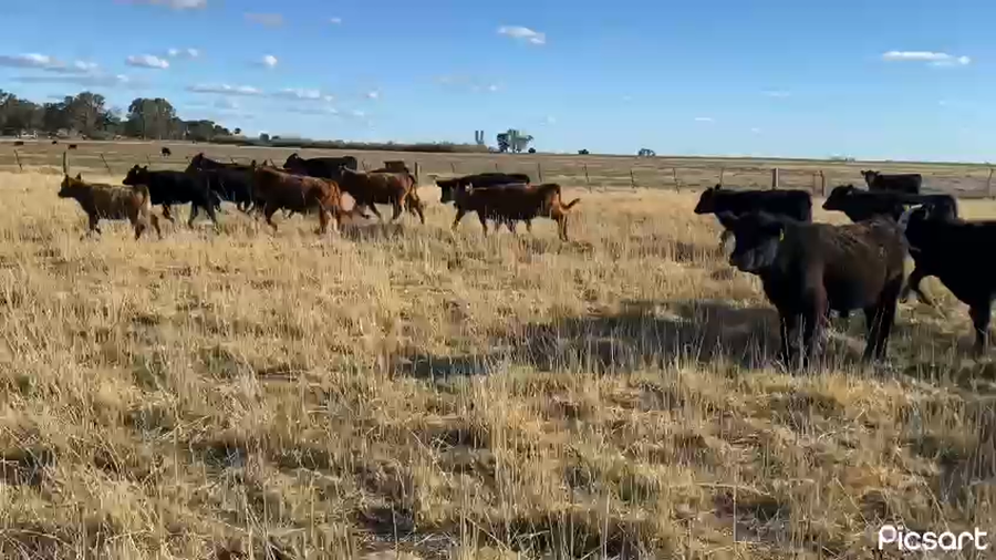 Lote 115 Terneros/as en Fortín Olavarría, Buenos Aires