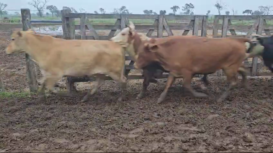 Lote 160 Novillos en Bandera, Santiago del Estero