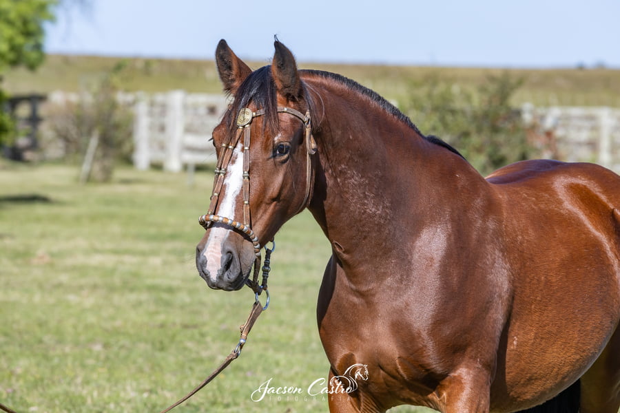 Lote Castaña De Los Recuerdos