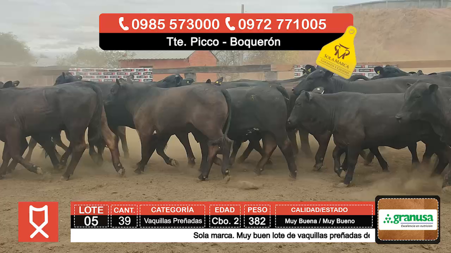 Lote (Vendido)39 Vaquillas Preñadas  a remate en Feria especial de Vaquillas Preñadas 382kg - , Boquerón