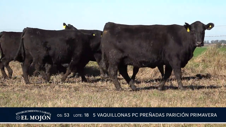 Lote NEGRAS PREÑADAS PARICIÓN PRIMAVERA