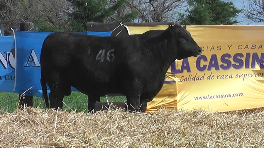 Lote TOROS ANGUS PUROS CONTROLADOS