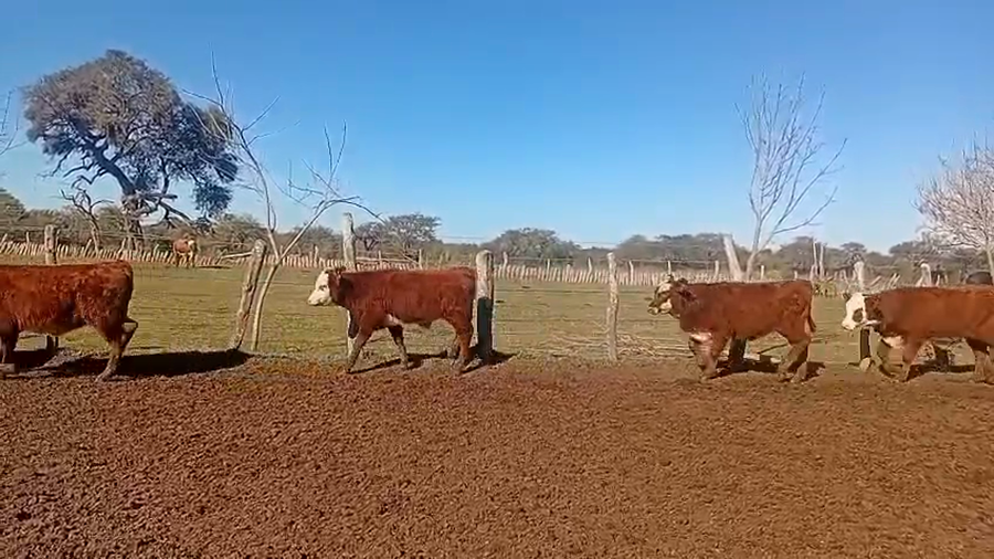 Lote 80 Terneros/as en Corrientes, Curuzú-Cuatiá