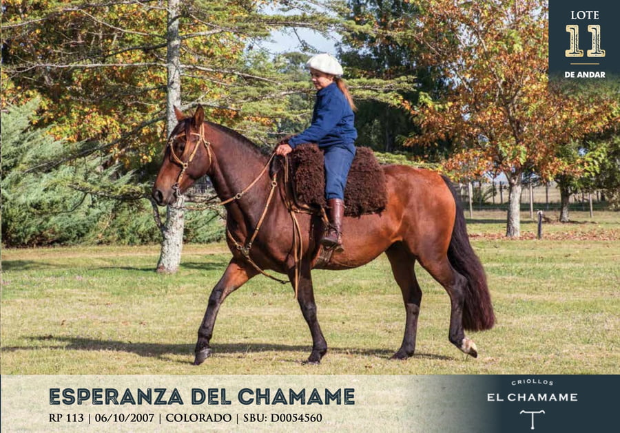 Lote ESPERANZA DEL CHAMAME