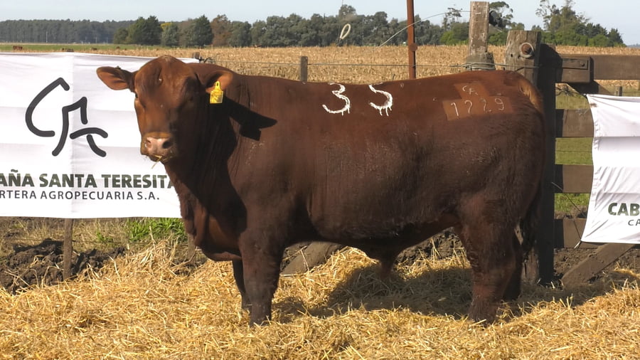 Lote Toros PC Colorado