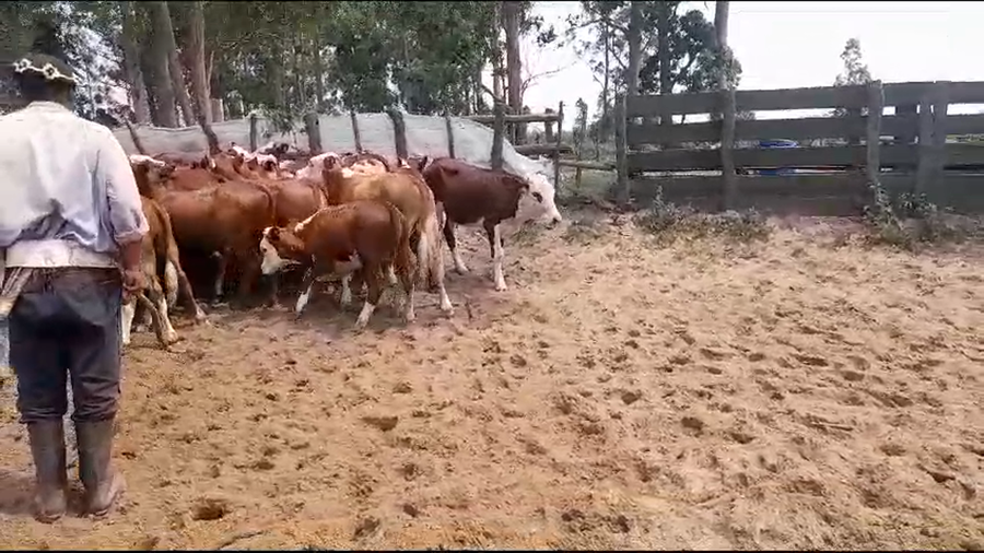 Lote 130 Terneras en Esquina, Corrientes