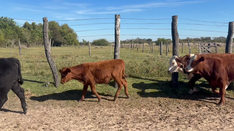 Lote 21 Terneros en Corrientes, Empedrado